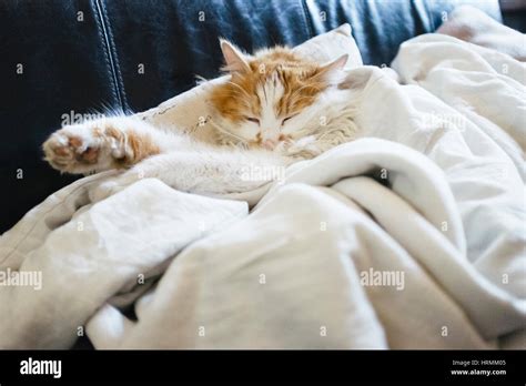 Cat Sleeping On The Couch Stock Photo Alamy