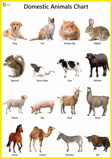 Wild Animals Chart With Names In English Poster Domestic Animals Name