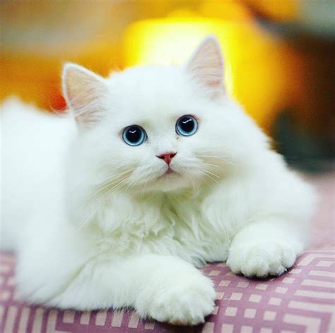 √ Kumpulan Gambar Kucing Lucu Dan Imut Mas Helmi Blog