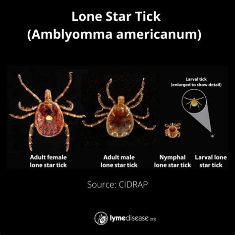 Lyme Sci Super Fast Lone Star Ticks Are Showing Up In New Places