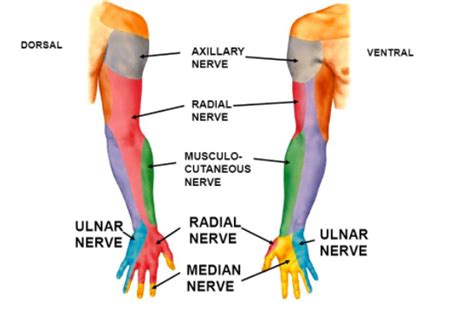 Common Forearm Nerve Blocks Core Em Ulnar Nerve Exercises Upper Limb