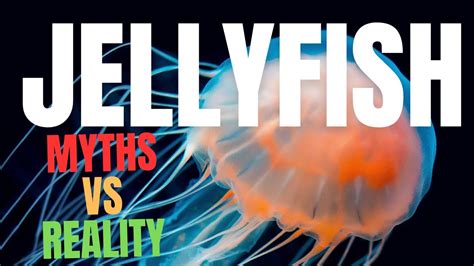 Dont Believe These 5 Myths About Jellyfish Youtube