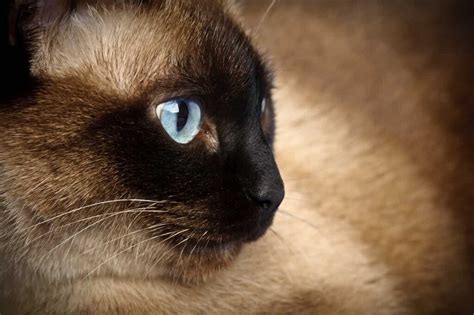 Why Do Siamese Cats Have Round Pupils