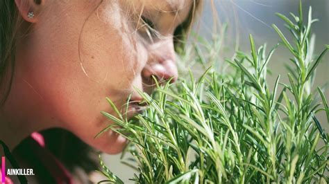 Sniffing Rosemary Can Increase Your Memory By More Than 70 YouTube