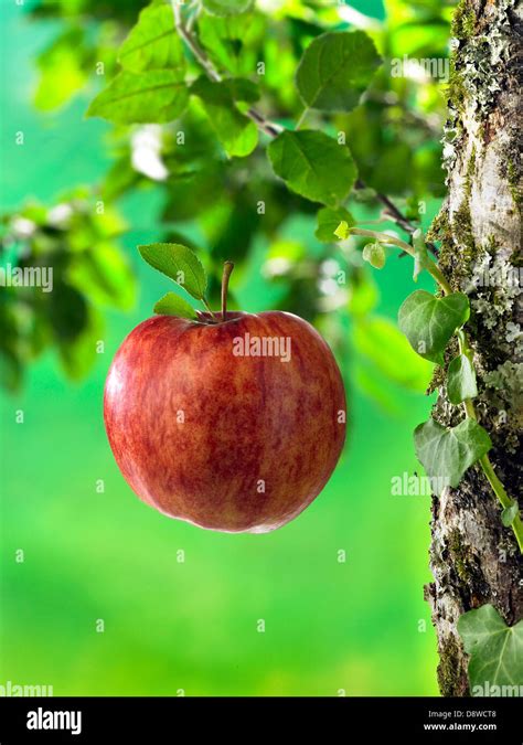 Apple Falling Tree High Resolution Stock Photography And Images Alamy