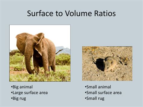 Surface To Volume Ratios Big Animal Small Animal