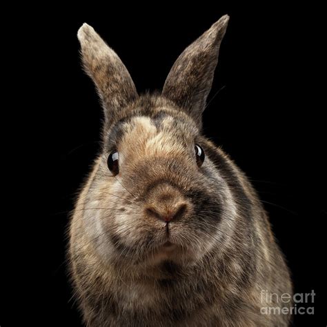 Closeup Funny Little Rabbit Brown Fur Isolated On Black Backgr