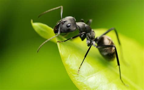Ant Wallpapers Wallpaper Cave