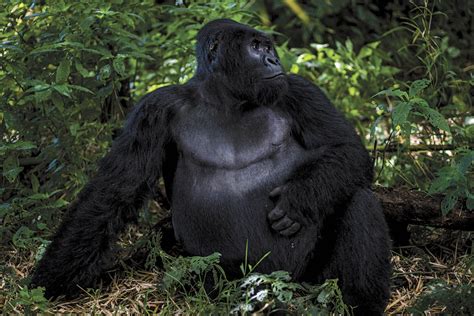 Silverback Gorilla Safari In Virunga National Park Congo Africa