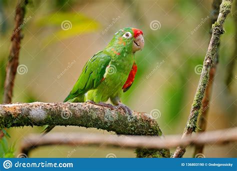 Crimson Fronted Parakeet Aratinga Finschi Portrait Of Light Green