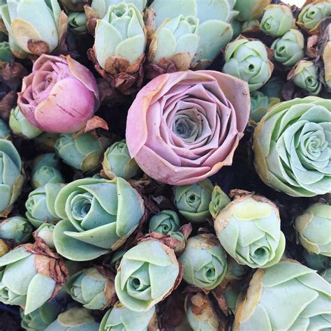 Everything You Need To Know About Rose Succulents—including Where To