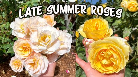 Late Summer Roses 🌹 Youtube