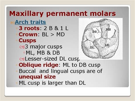 Morphology Of Permanent Maxillary Molars Dr Shruti Nayak