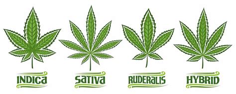 What Is Cannabis Ruderalis Strain Giving Tree Dispensary