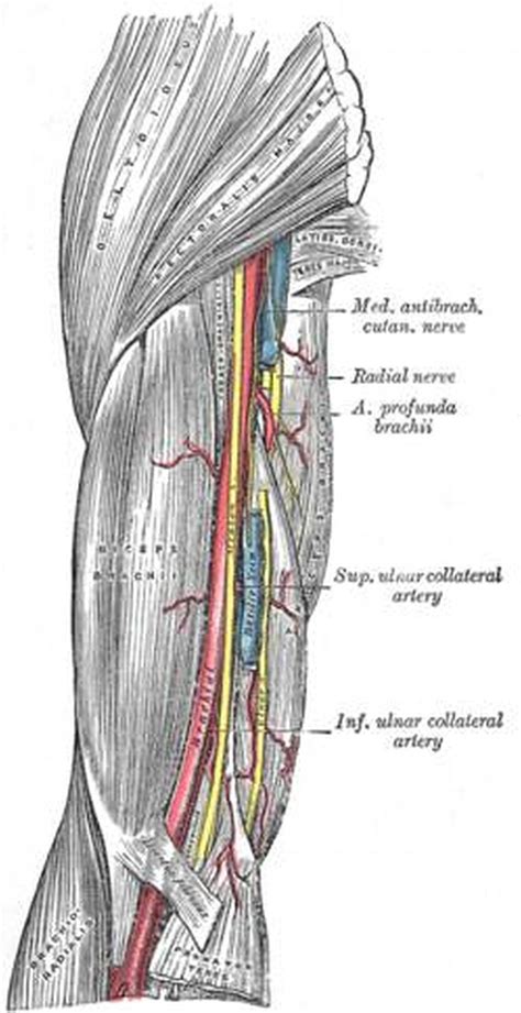 Pictures Of Brachial Artery