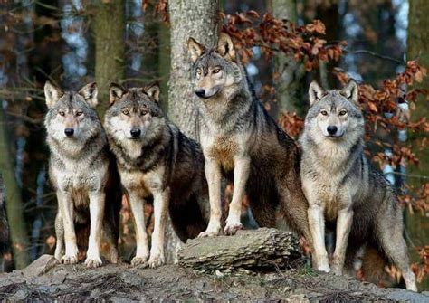 The Life Of A Real Wolf Pack