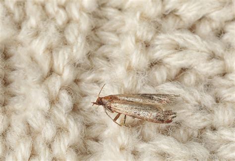 Clothes Moth Life Cycle Tineola Bisselliella Moth Season