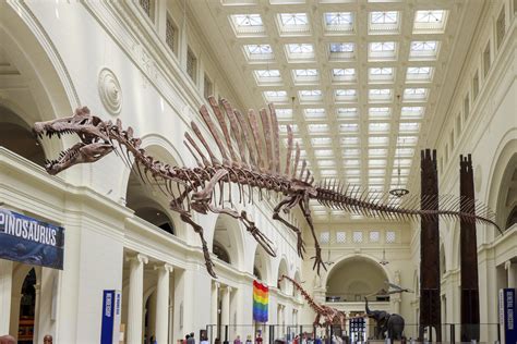 Field Museum Debuts Spinosaurus Exhibit Featuring Largest Predatory
