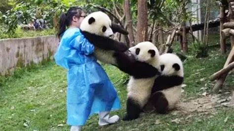 Panda Teamwork Aww Cute Panda Funniest Animals Compilation Youtube
