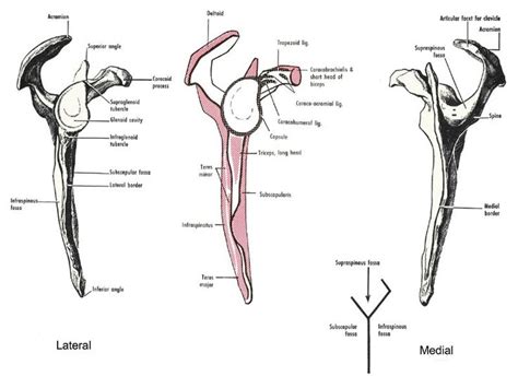 Figure 6 9 Scapula Anatomy And Physiology Subscapular Fossa