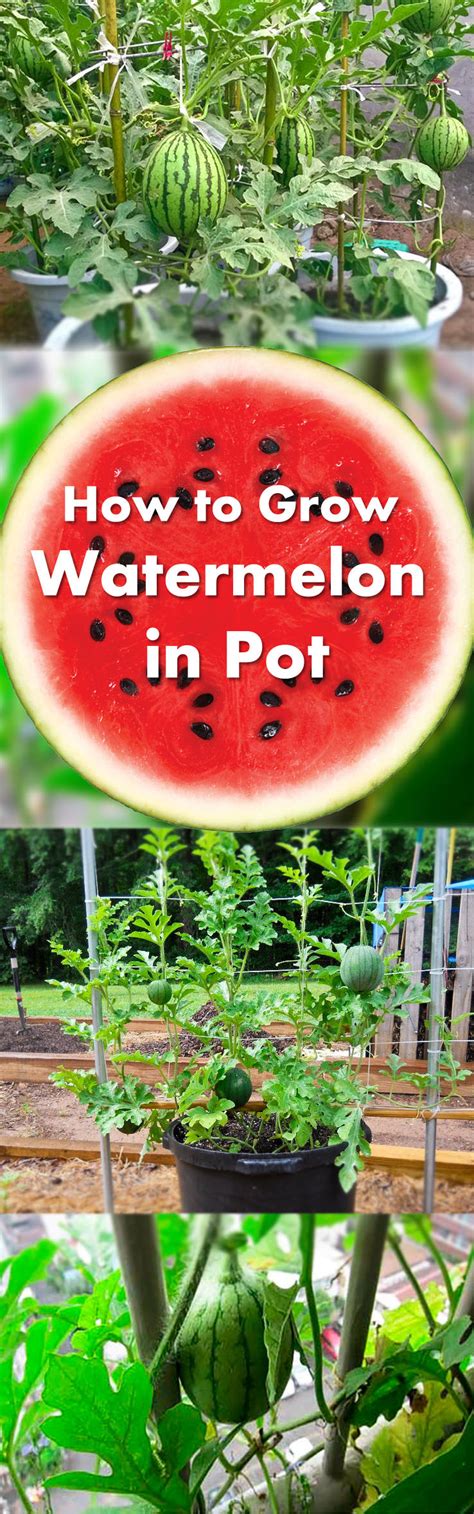 Container gardening is an easy, enjoyable way to grow your own vegetables, and can be done on a windowsill, patio, balcony, doorstep, or we are told not to allow these containers to get hot or we are drinking plastic slurry. Growing Watermelon in Containers | How to Grow Watermelon ...