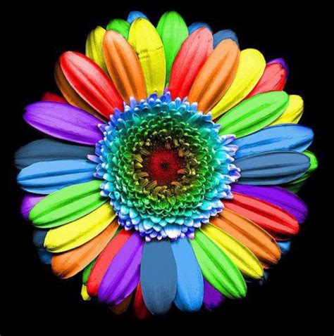 Las Fotos Mas Alucinantes Flores De Colores