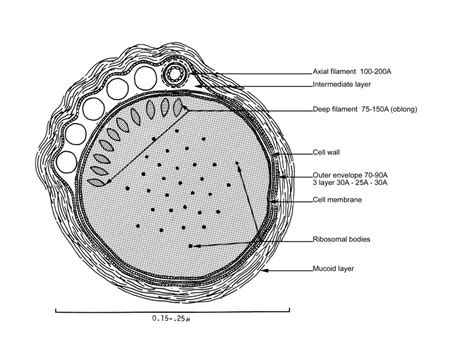 Public Domain Picture A Schematic Illustration Of A Cross Section Of