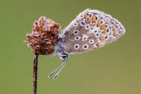 Free stock photo of butterflies butterfly flower. Common Blue Butterfly On Plantain Flower Photograph by ...