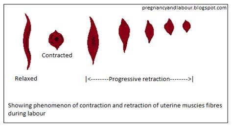 Pregnancy And Labour Uterine Contraction And Retraction