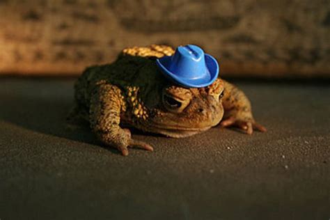 Cowboy Hat On Toad Animals Cute Animals Funny Animals
