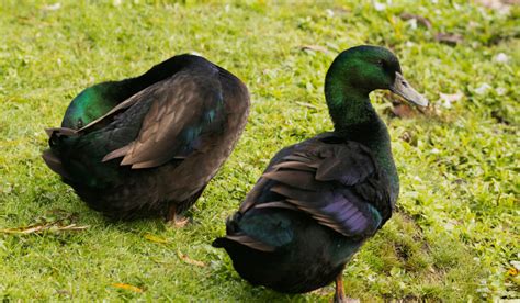 8 Beautiful Black Duck Breeds With Pictures Farmhouse Guide