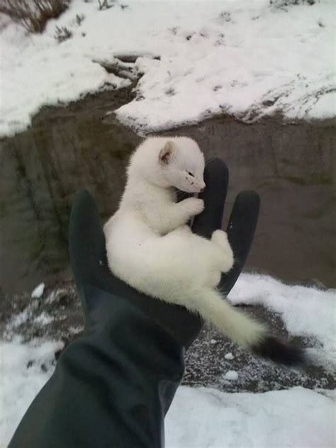 Beauty Of Snow Weasel Fascinating Pictures Fascinatingpics Twitter