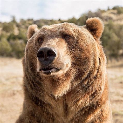The Grizzlies Of Yellowstone Are About To Be Removed From The