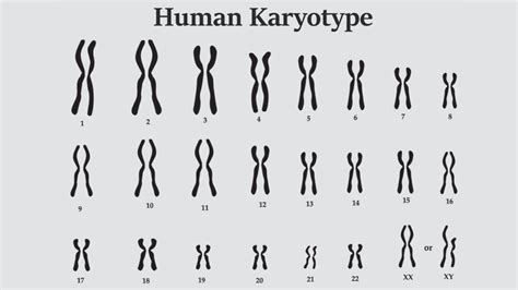 Karyotype Definition Purpose Images