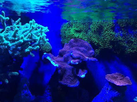 A Sheet Of Gsp Reef2reef Saltwater And Reef Aquarium Forum