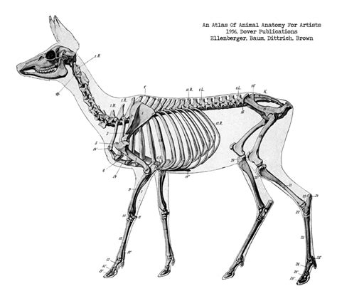 Whitetail Deer Skeleton 12 Best Images About Deer Anatomy On Pinterest