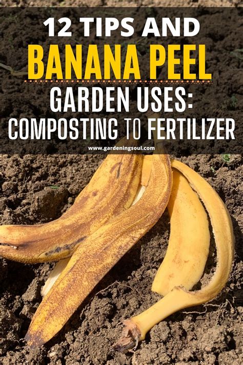 Tips And Banana Peel Garden Uses Composting To Fertilizer Banana