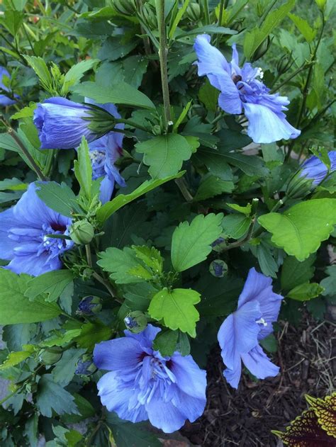 Photo Of The Entire Plant Of Rose Of Sharon Hibiscus Syriacus Blue