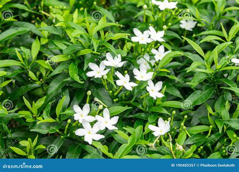 Gardenia Jasminoides Flower Is A Small White Flower With Green Leaves