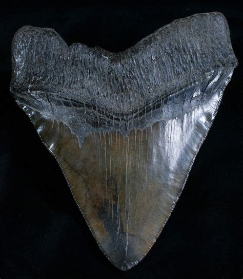 Extremely Wide 613 Megalodon Tooth For Sale 5726