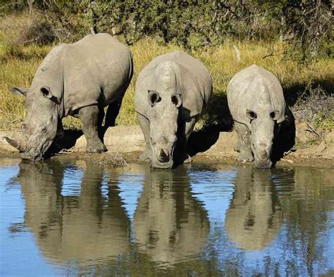 African Animal Facts About Big Five Wildlife