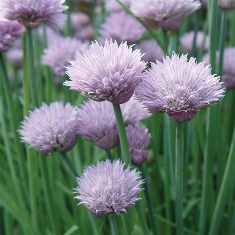 Chives Onion Buy Chives Edibles Online