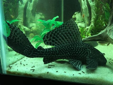 My Rescue Common Pleco He Spent Over A Year In A 5g Tank In A Teachers