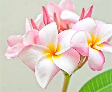 Pink And Yellow Plumeria Spp Stock Photo Image Of Beautiful Flora