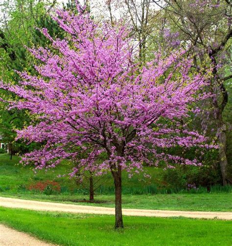 Cercis Canadensis Eastern Redbud Low Maintenance Landscaping Low