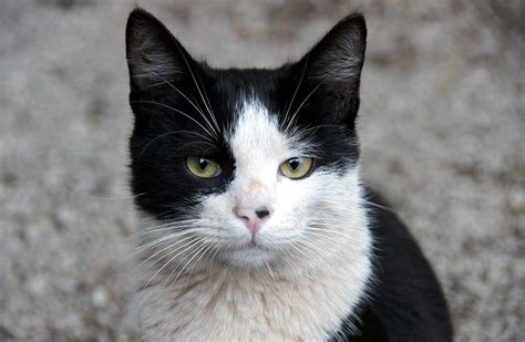 When it comes to naming black cats, we all know their striking dark coat is the perfect source of inspiration. Black and White Cat Names - 59+ Awesome Names for Your Cat