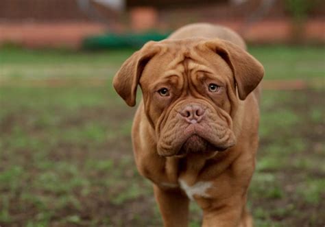 dogue de bordeaux dog breed characteristic daily  care facts
