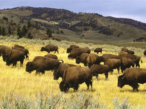 Herd Of Bison Grazing At Yellowstone National Park In Wyoming 1600 X