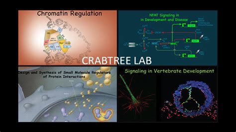 Labs Stanford Developmental Biology