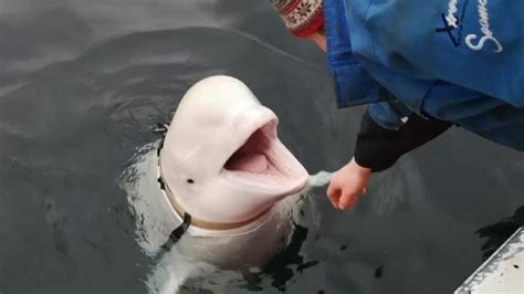 Beluga Whale Alleged To Be A Spy Appears To Have Defected To Norway And